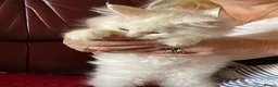 Maine Coon cats for sale: White Maine Coon kittens - Advert 8