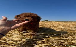 Toy Poodle dogs for sale: Toy Poodle Puppy – Red Apricot Girl - Image 9