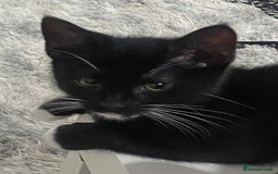 Mixed Breed cats for sale: Black & white kittens need their forever homes - Image 6