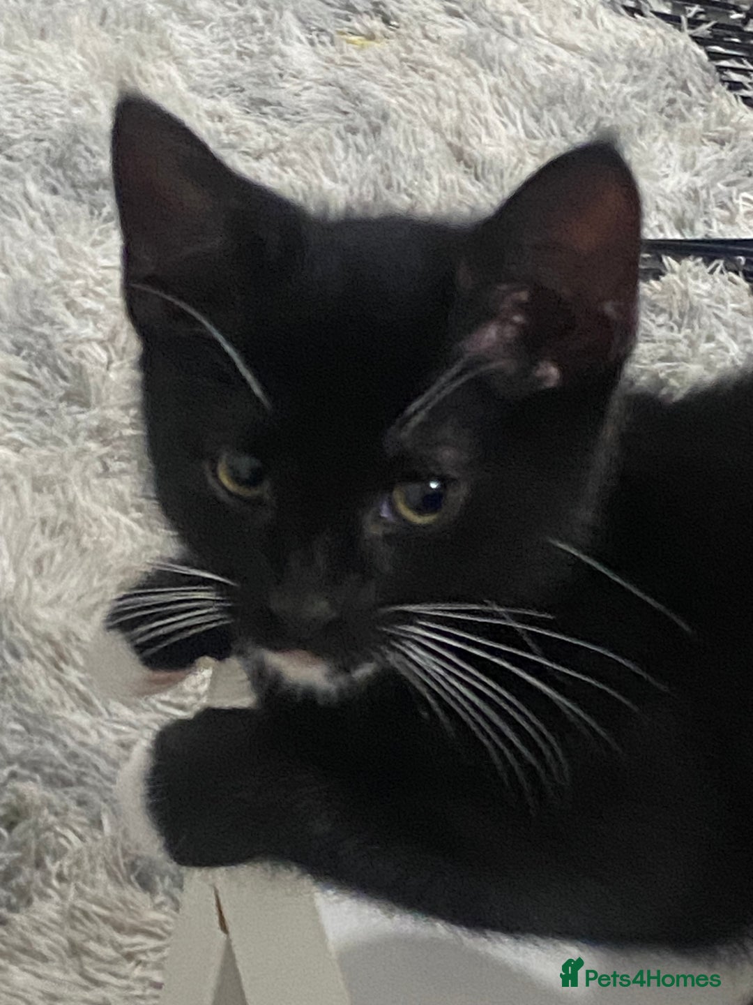 Mixed Breed cats for sale: Black & white kittens need their forever homes - Image 6