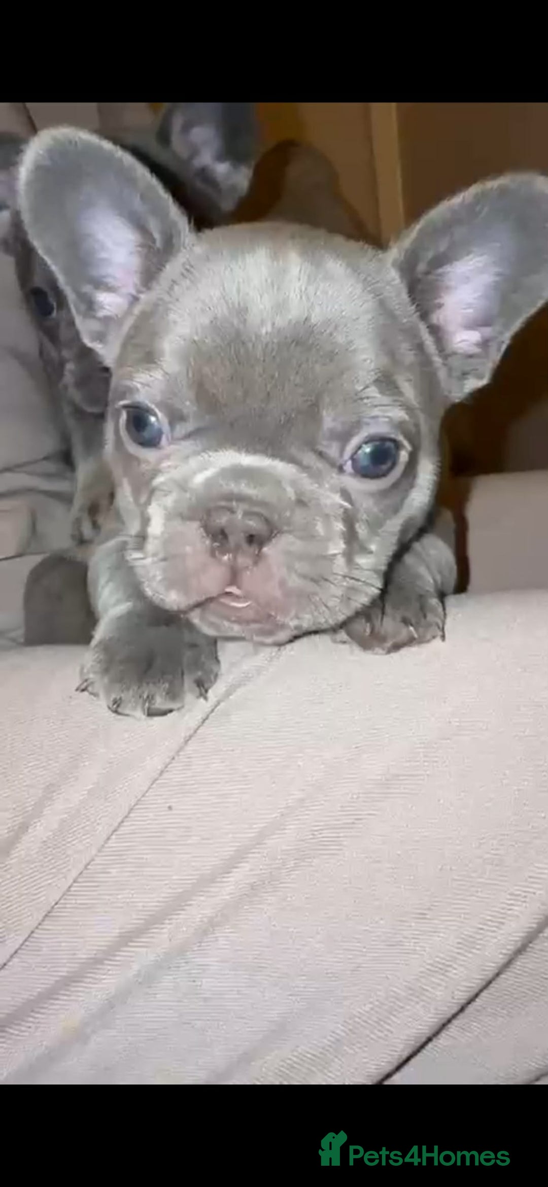 French Bulldog dogs for sale: French bulldog puppies - Advert 14