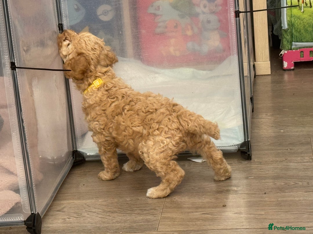 Goldendoodle dogs for sale: ⭐️⭐️READY NOW⭐️⭐️ Beautiful Goldendoodles - Image 33