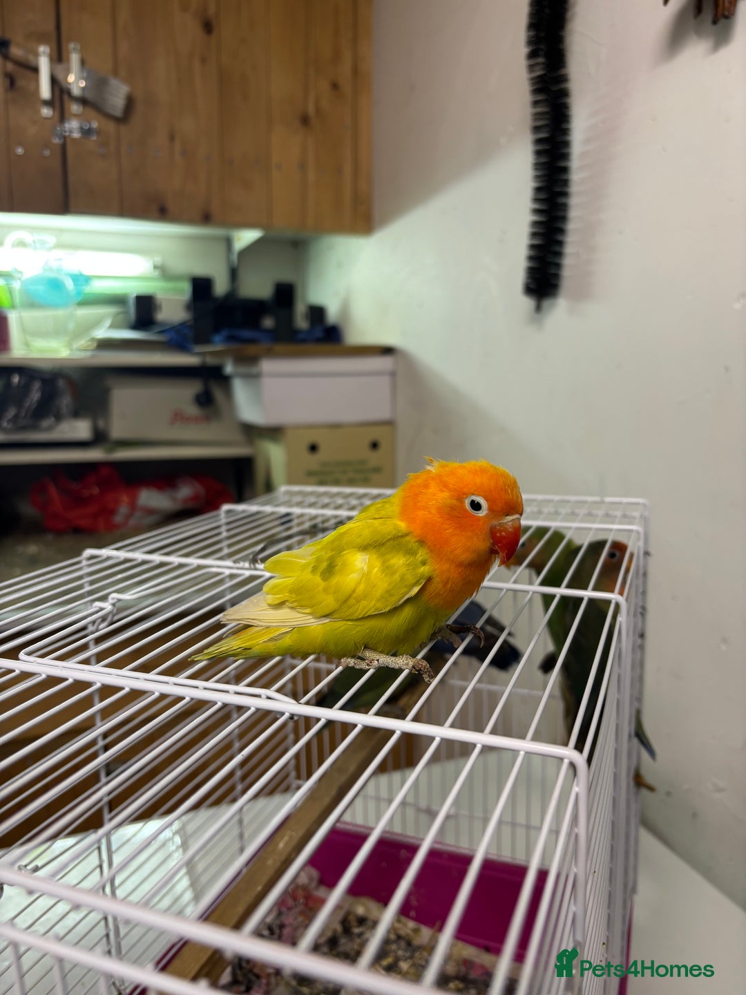 Lovebirds birds for sale: Young livebirds - Advert 4