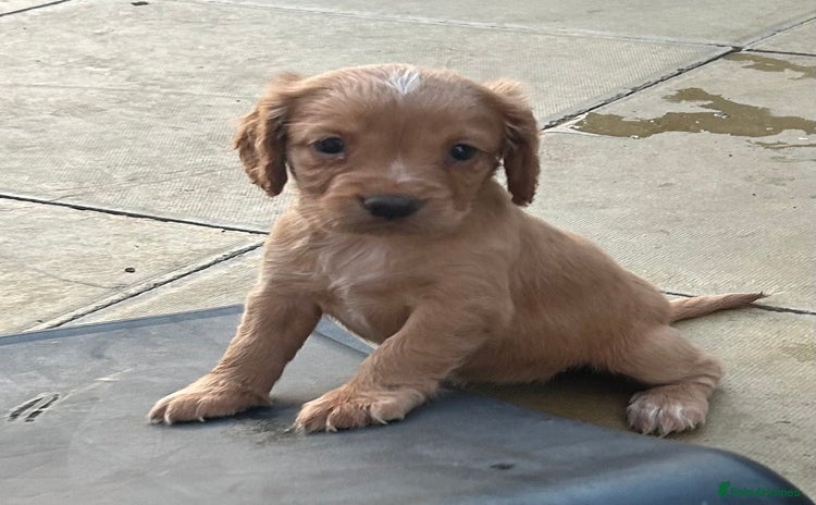Cocker Spaniel dogs - Advert 2