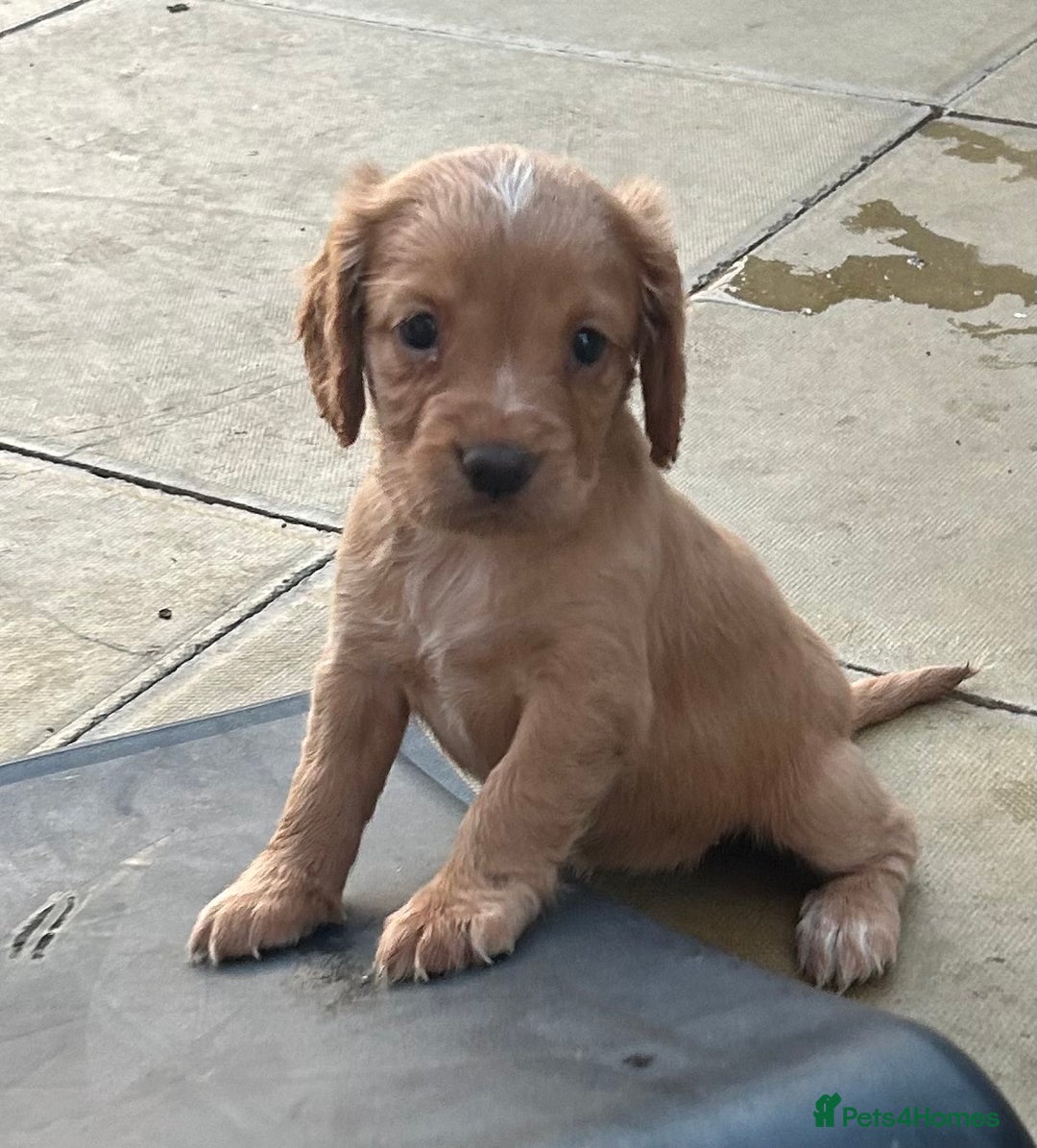 Cocker Spaniel dogs for sale: Out standing  Health tested working cockers  - Image 1