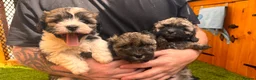Yorkiepoo dogs for sale: Beautiful yorkipoo’s  - Advert 1