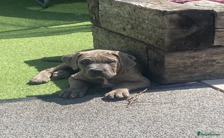 Cane Corso dogs - Advert 1