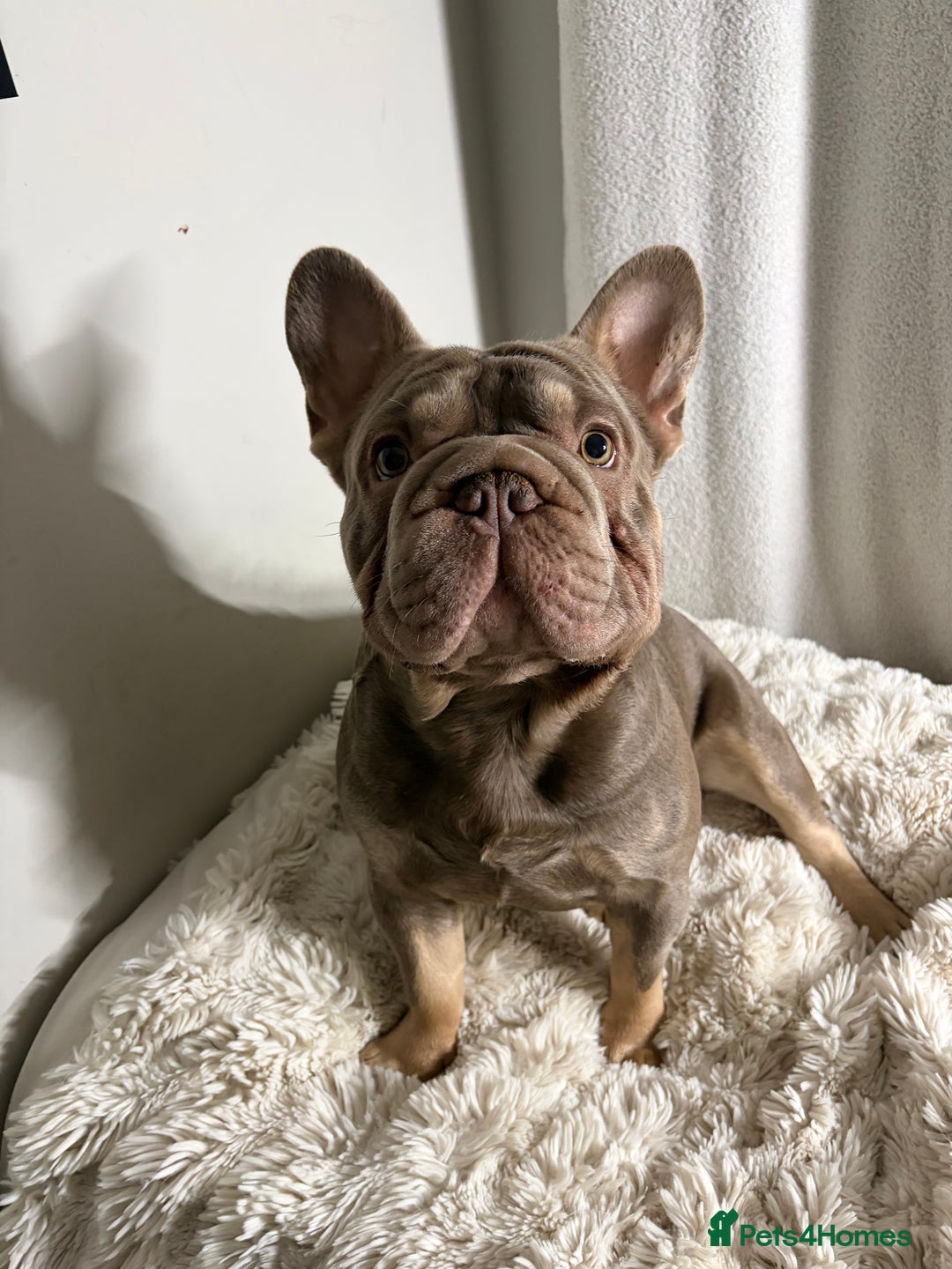 French Bulldog dogs for stud: Mr Shady Boy⭐️ - Advert 1