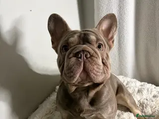 French Bulldog dogs Mr Shady Boy⭐️ - Advert 9