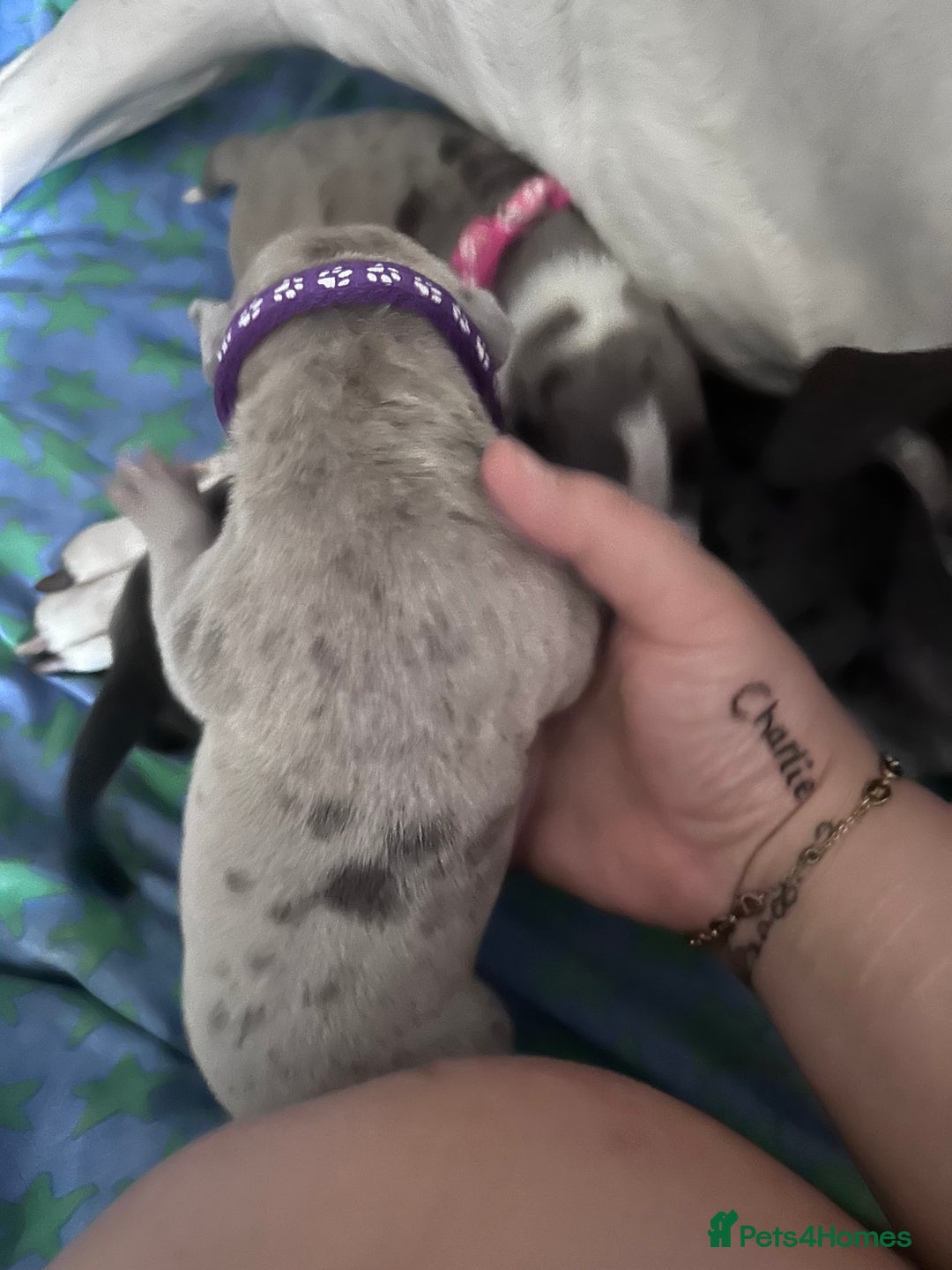 Mixed Breed dogs for sale: American bulldog X cane corso pups - Image 4