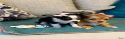 Chihuahua dogs for sale: Beautiful Long-Haired Chihuahua Puppies in Harlow - Advert 12