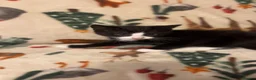 Siamese cats for sale: Lovely Siamese kittens ready to leave  - Advert 6