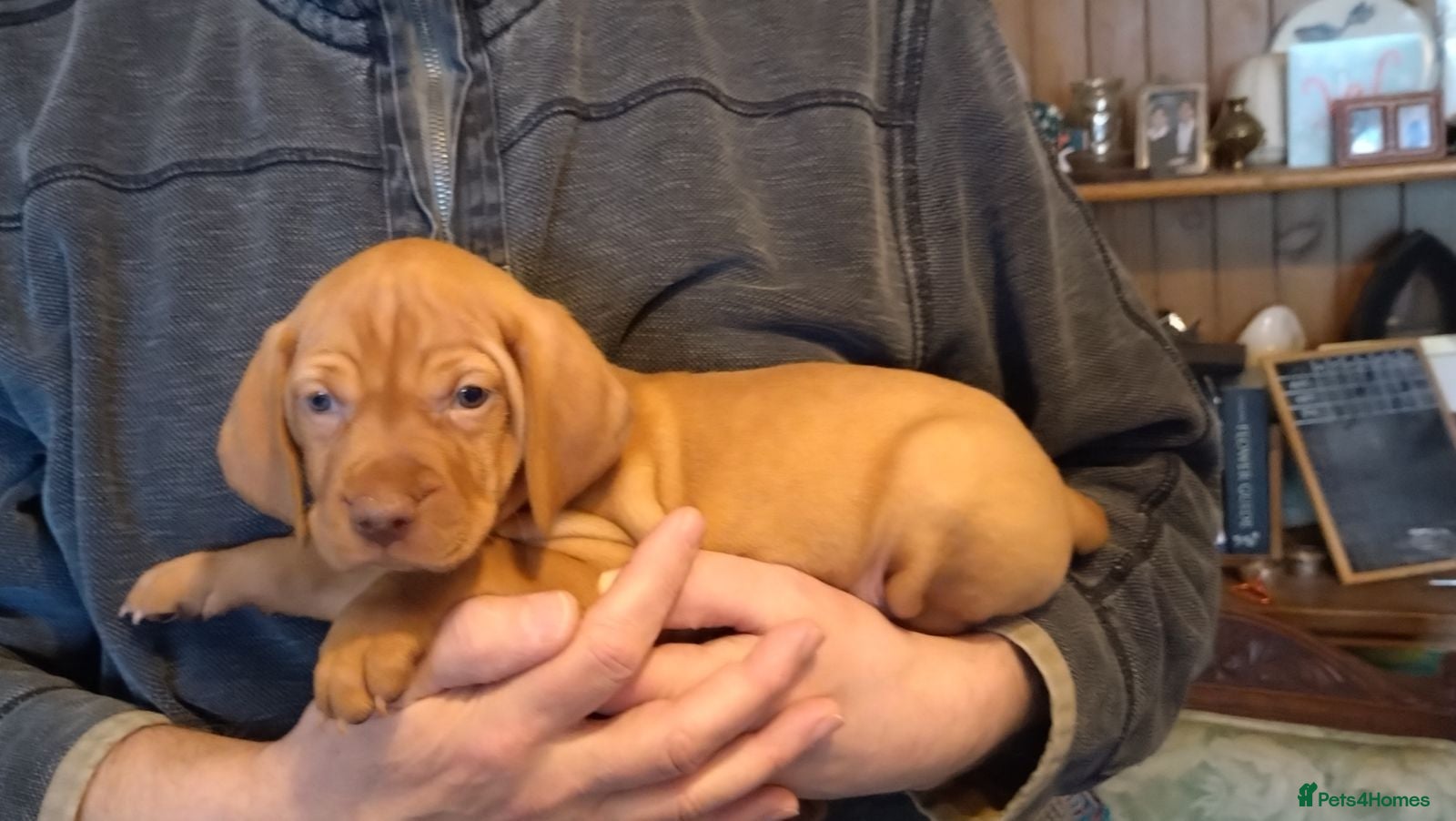 Hungarian Vizsla dogs One girl left! KC reg. home-raised vizsla pups - Advert 3