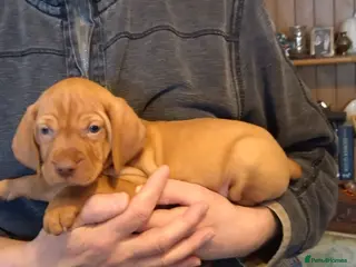 Hungarian Vizsla dogs One girl left! KC reg. home-raised vizsla pups - Advert 3