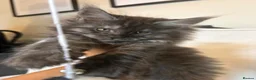 Maine Coon cats for sale: READY NOW 🐾 STUNNING GCCF MAINE COON KITTENS 🐾 - Advert 11