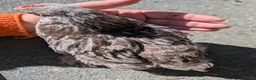 Chickens poultry for sale: Rare colour laced cockerels - free - Advert 13