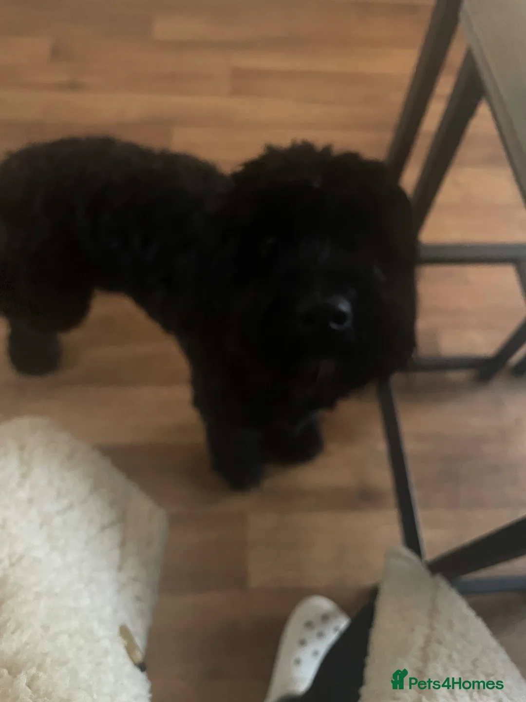 Cockapoo dogs for sale: 1 year old male cockapoo in Burntwood - Advert 2