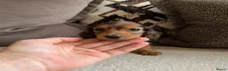 Miniature Dachshund dogs for sale: Miniature Long Haired Dachshund Puppies Available! - Advert 2