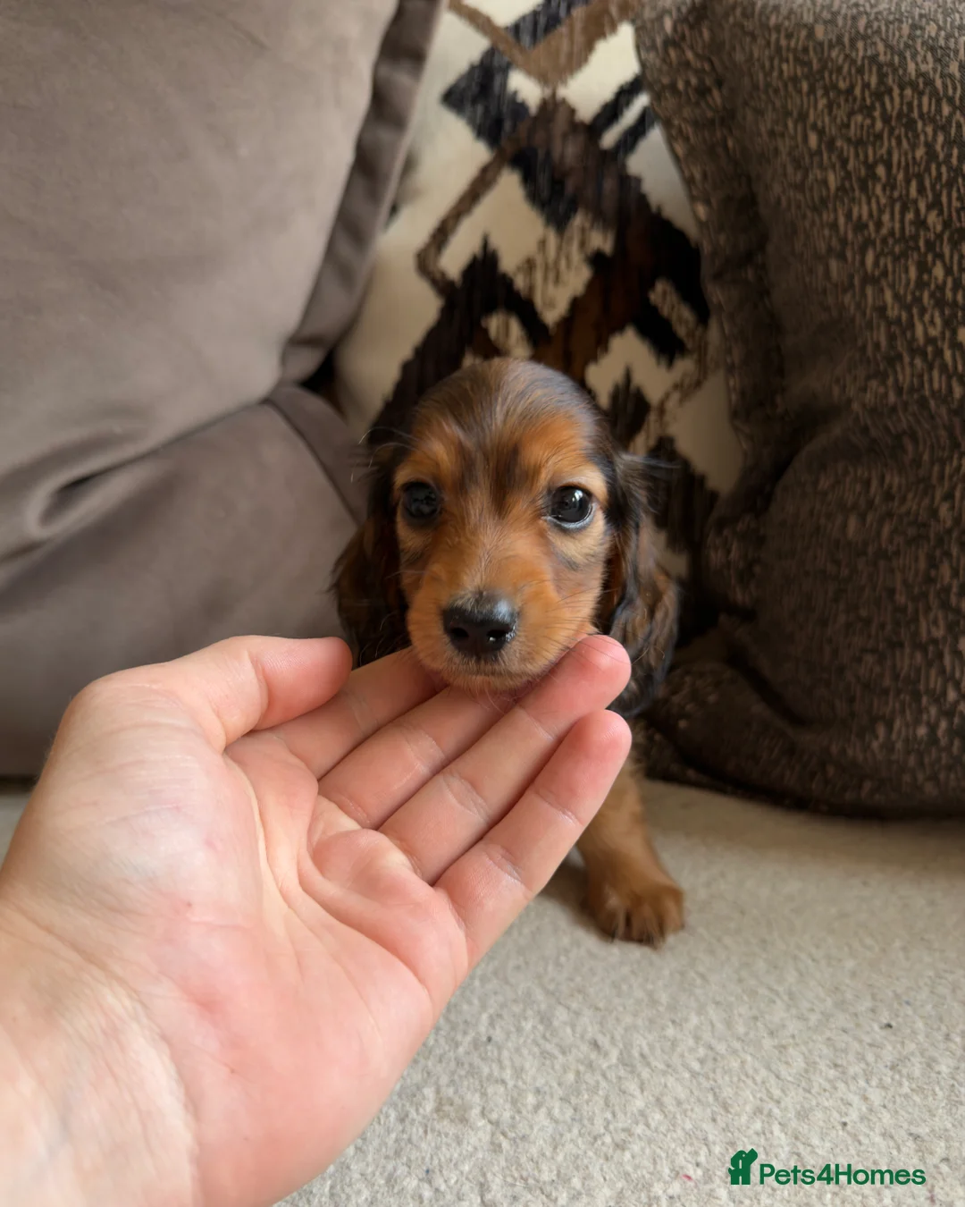 Miniature Dachshund dogs for sale: Miniature Long Haired Dachshund Puppies Available! - Advert 2