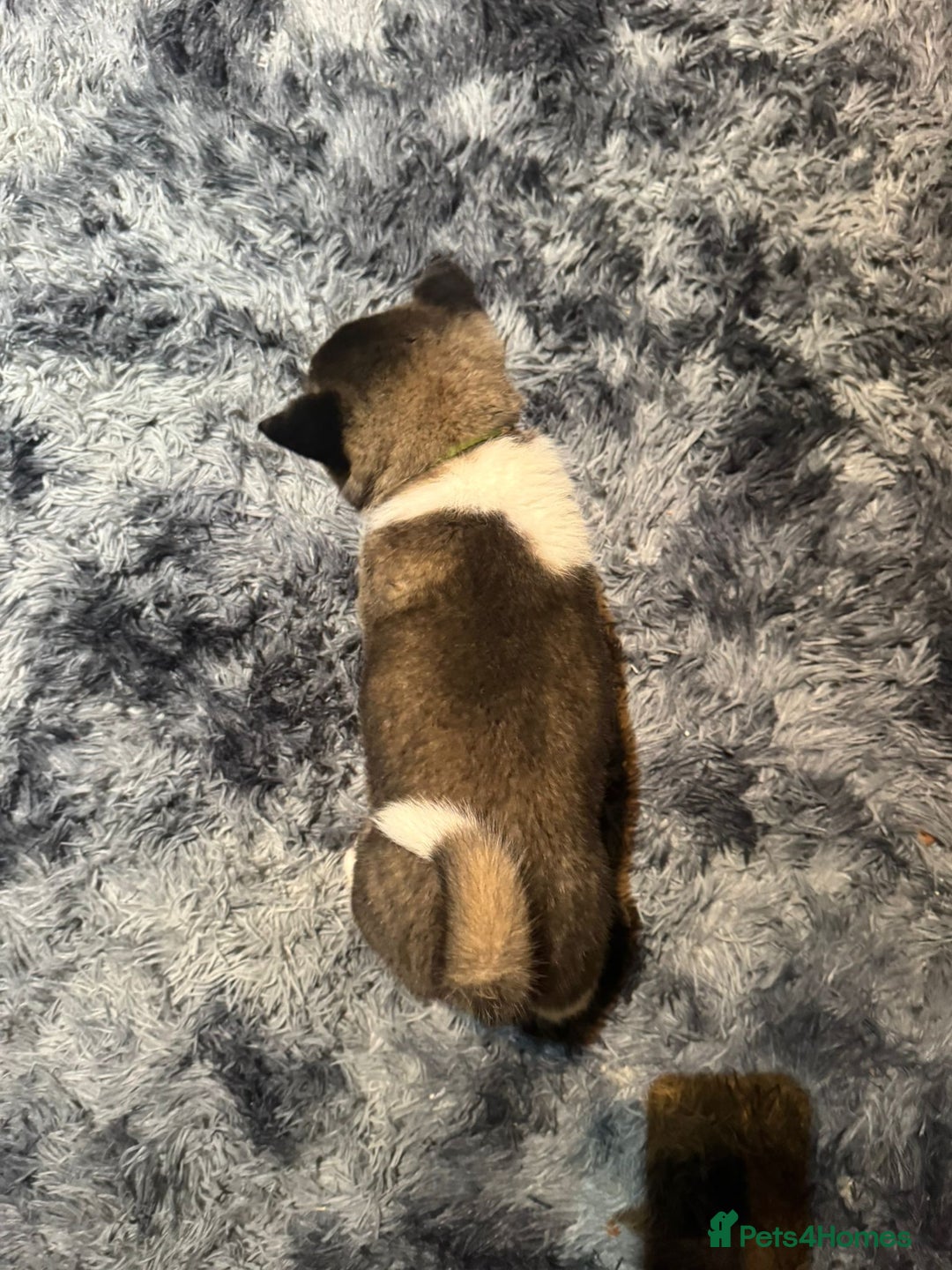 Akita dogs for sale: Bear faced American akitas puppies  - Advert 28