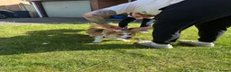 Welsh Corgi Pembroke dogs for sale: Two beautiful dogs for sale  in Swadlincote - Advert 5