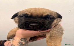 Mixed Breed dogs for sale: Puppies  - Image 10