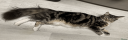 Maine Coon cats for sale: Maine Coon Absolutely Beautiful Kittens For Sale  in London - Advert 29