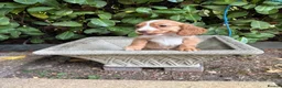 Cocker Spaniel dogs for sale: Cocker spaniel  - Advert 6