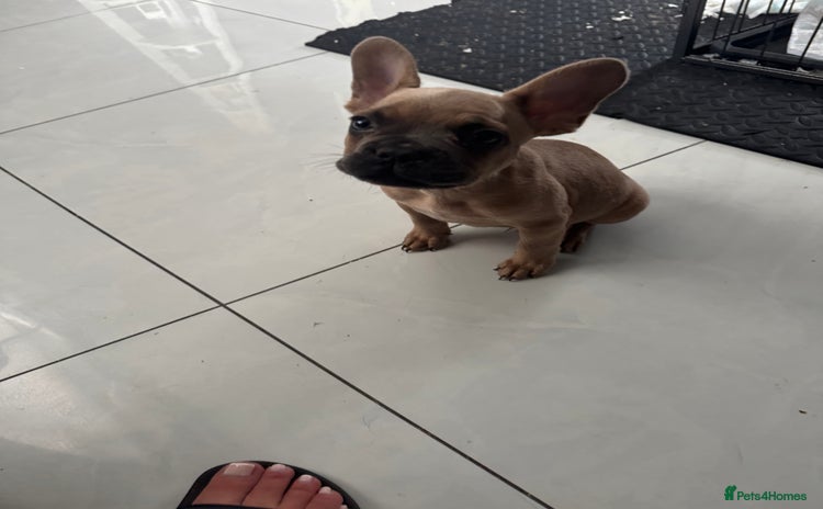 French Bulldog dogs - Advert 9