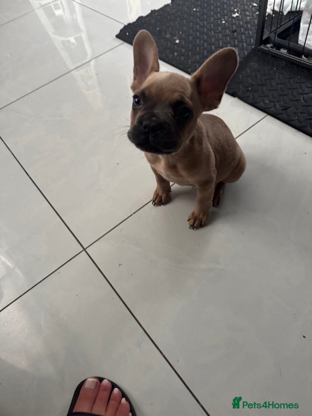 French Bulldog dogs for sale: French bulldogs LAST ONE LEFT £650   - Image 1