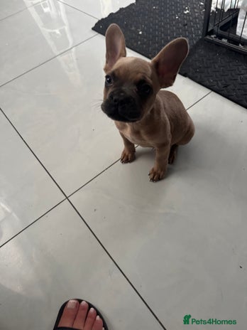 French Bulldog dogs - Advert 15