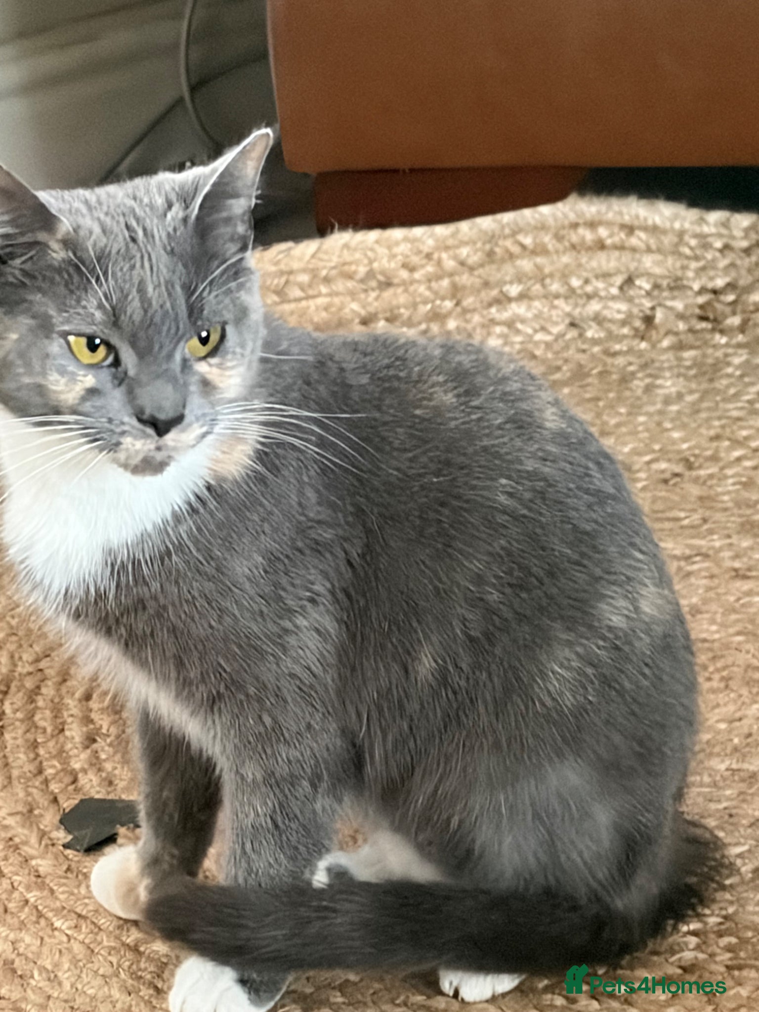 British Shorthair cats To be born soon waiting list is open  - Advert 1