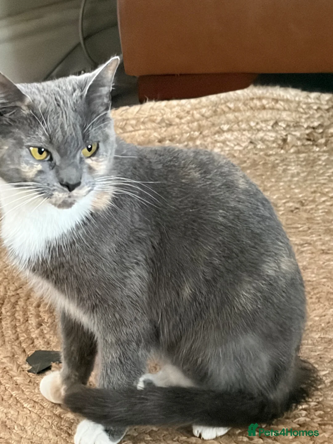 British Shorthair cats for sale: To be born soon waiting list is open  - Advert 1