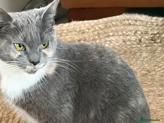 British Shorthair cats To be born soon waiting list is open - Advert 1