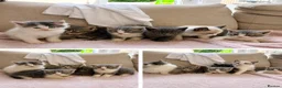 Ragdoll cats for sale: RAGDOLL MIX KITTENS - Advert 1