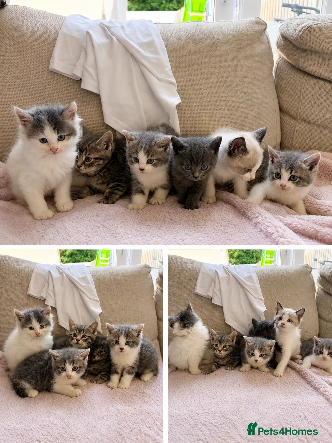 Ragdoll cats for sale: RAGDOLL MIX KITTENS - Advert 1