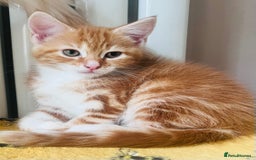 Maine Coon cats for sale: Maine Coon x Bengal x - Image 5