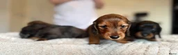 Miniature Dachshund dogs for sale: Mini Long hair dachshunds Kc registered  in Kingswinford - Advert 4