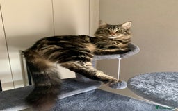 Mixed Breed cats for sale: Beautiful boy seeking forever home  - Image 1