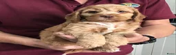 Cockapoo dogs for sale: Quality Healthy Mini Cockapoo Puppies - Advert 28