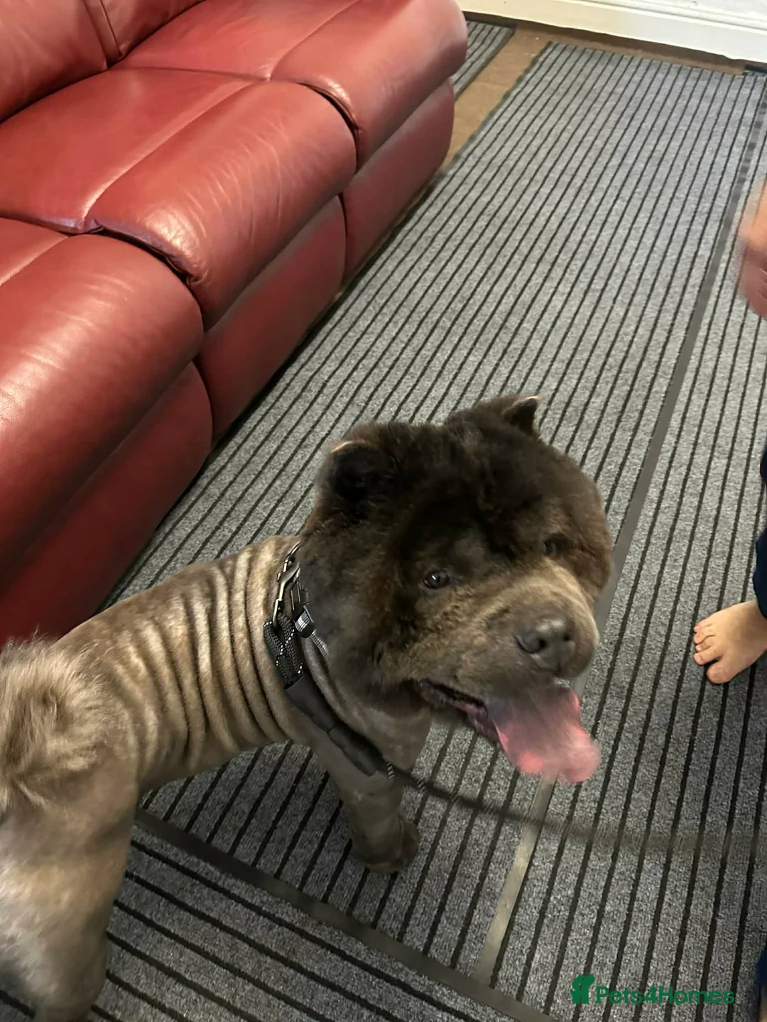 Chow Chow dogs for sale: Male Chow Chow for sale  in Birmingham - Advert 2