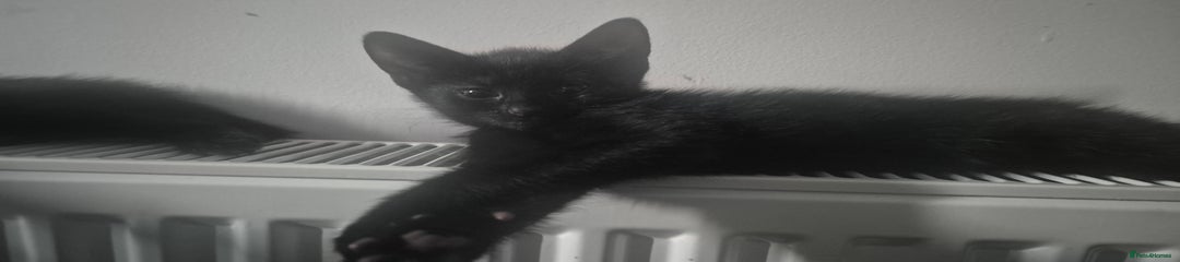 Mixed Breed Kitten 3