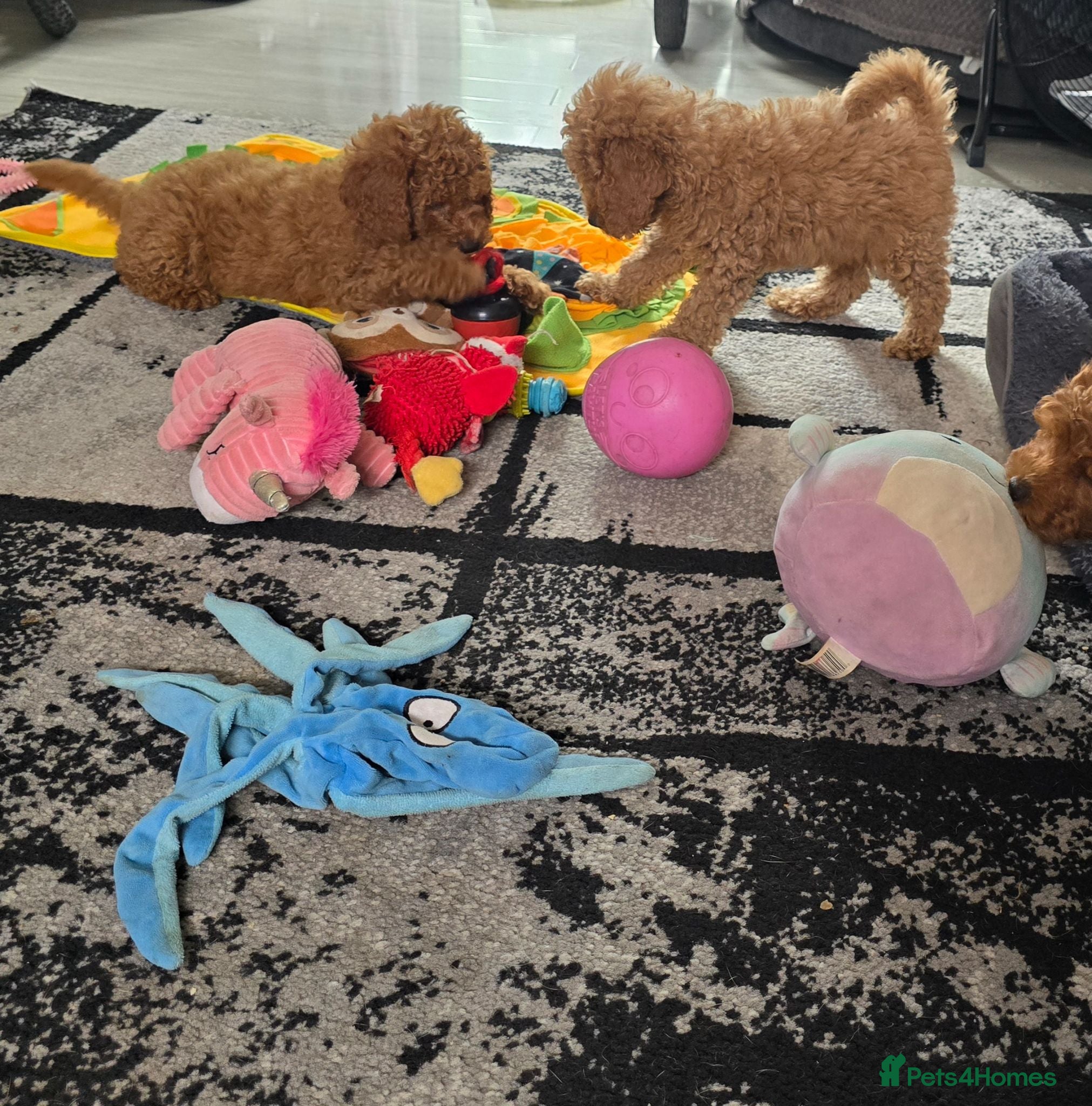 Cavapoo dogs BOYS ONLY cavapoo pups ready to leave  - Advert 2