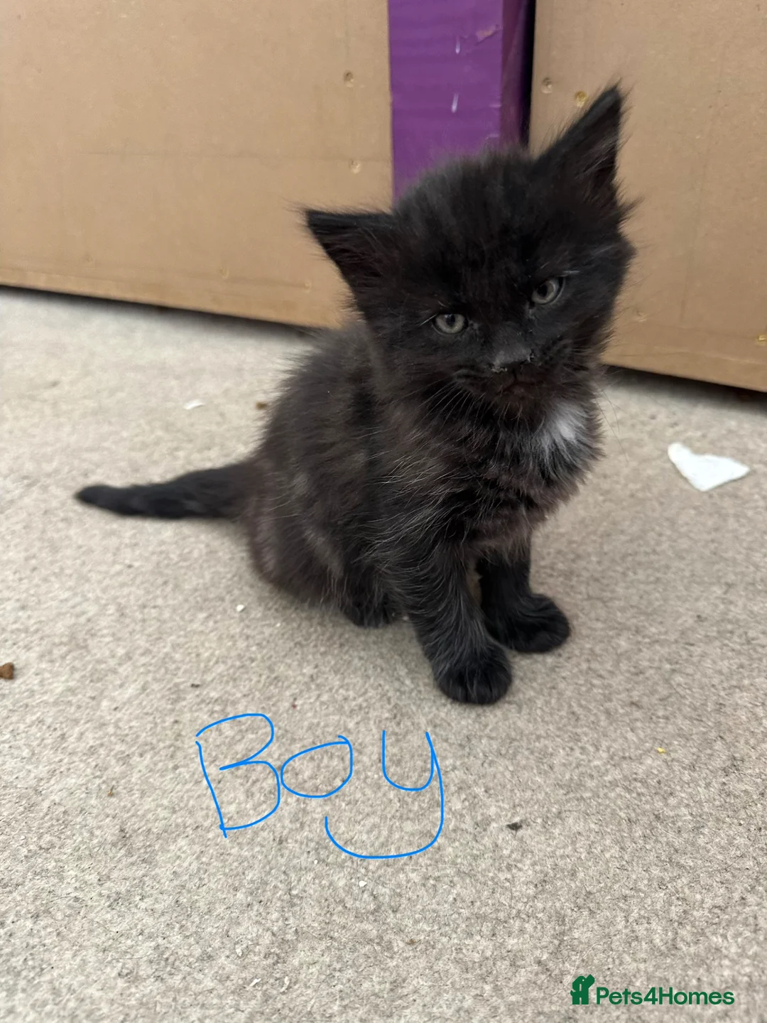 Mixed Breed cats for sale: Mixed bread kittens for sale in Reading - Advert 2
