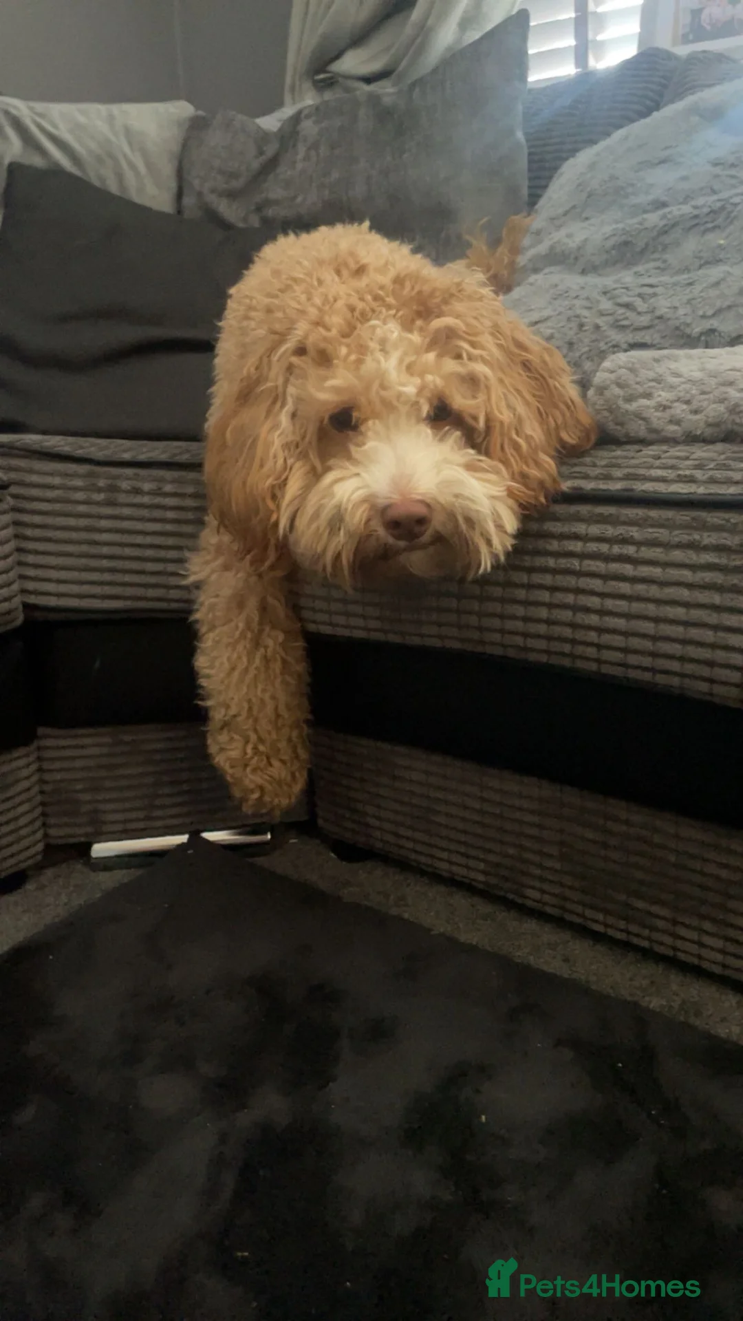Cockapoo dogs for sale: 5* cockapoo puppies  - Advert 18