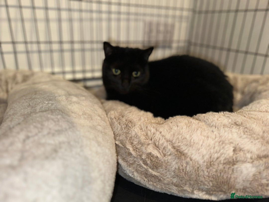 Domestic Shorthair cats for sale: Indi & Callie - Advert 5