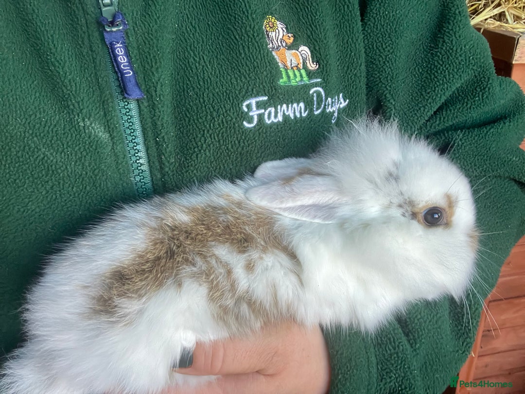 Mini Lion Lop rabbits for sale: Mini lion lop rabbits for sale male and female  - Advert 4