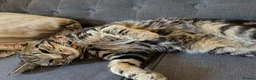 American Shorthair cats for sale: Boy cat  - Advert 3