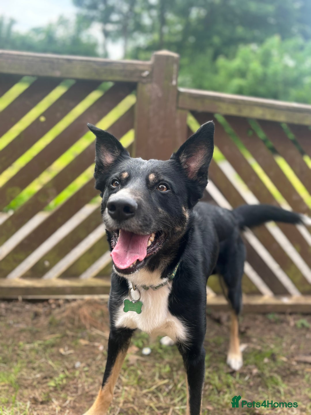 Border Collie dogs for sale: Loki nearly 4 year old border collie  - Image 8
