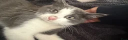 Mixed Breed cats for sale: Male kitten  - Advert 8